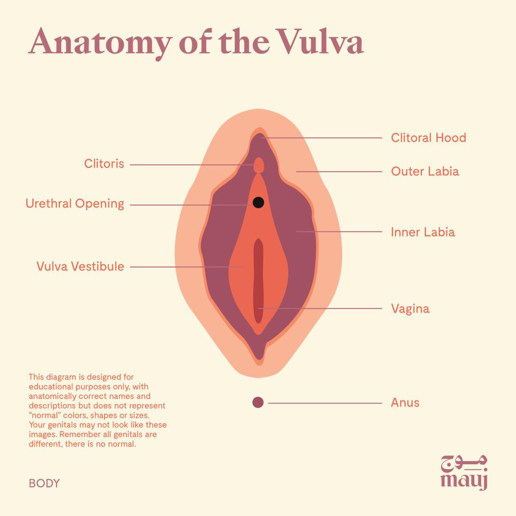 illustration titled "anatomy of the vulva".