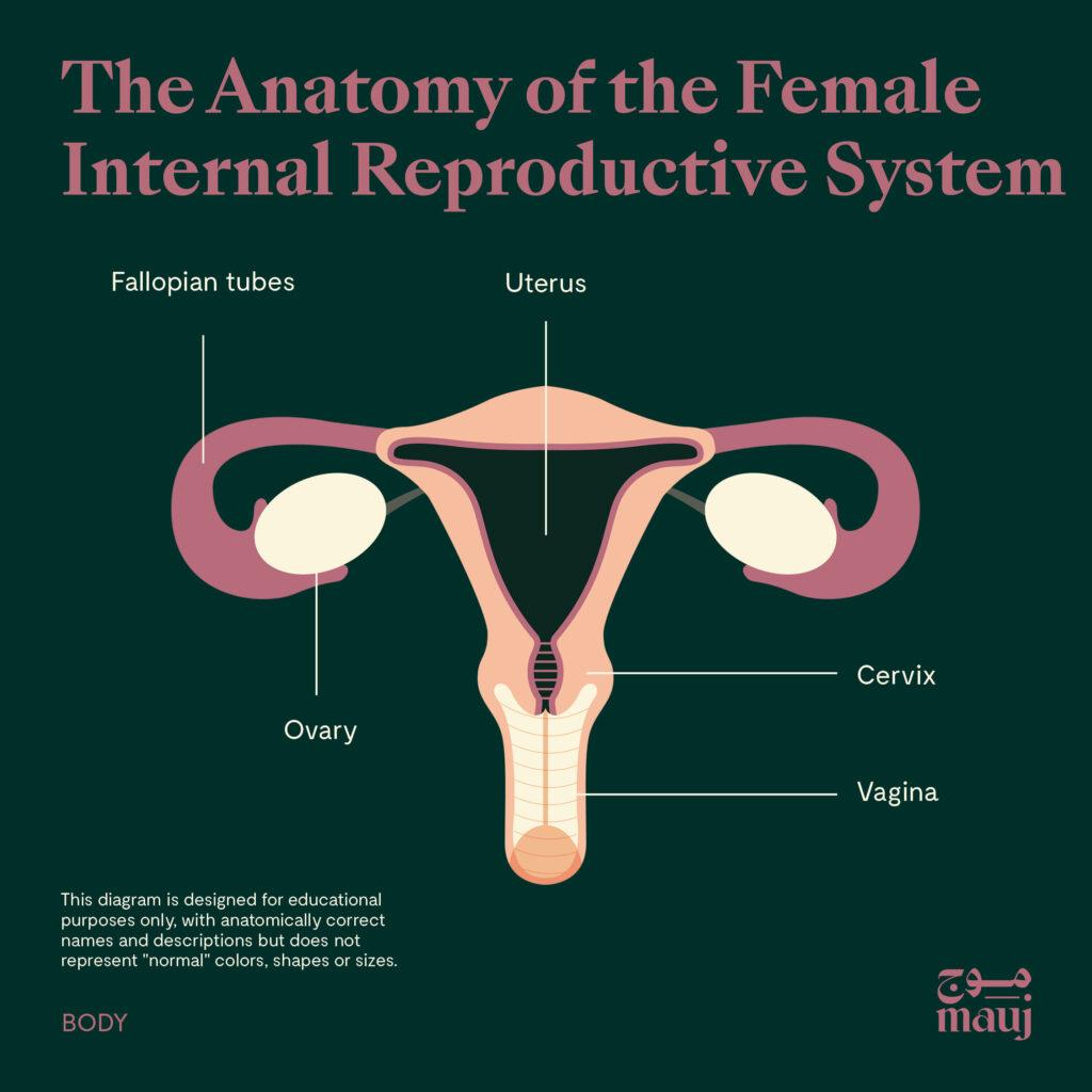 Illustration titled: "The anatomy of the Female reproductive system".