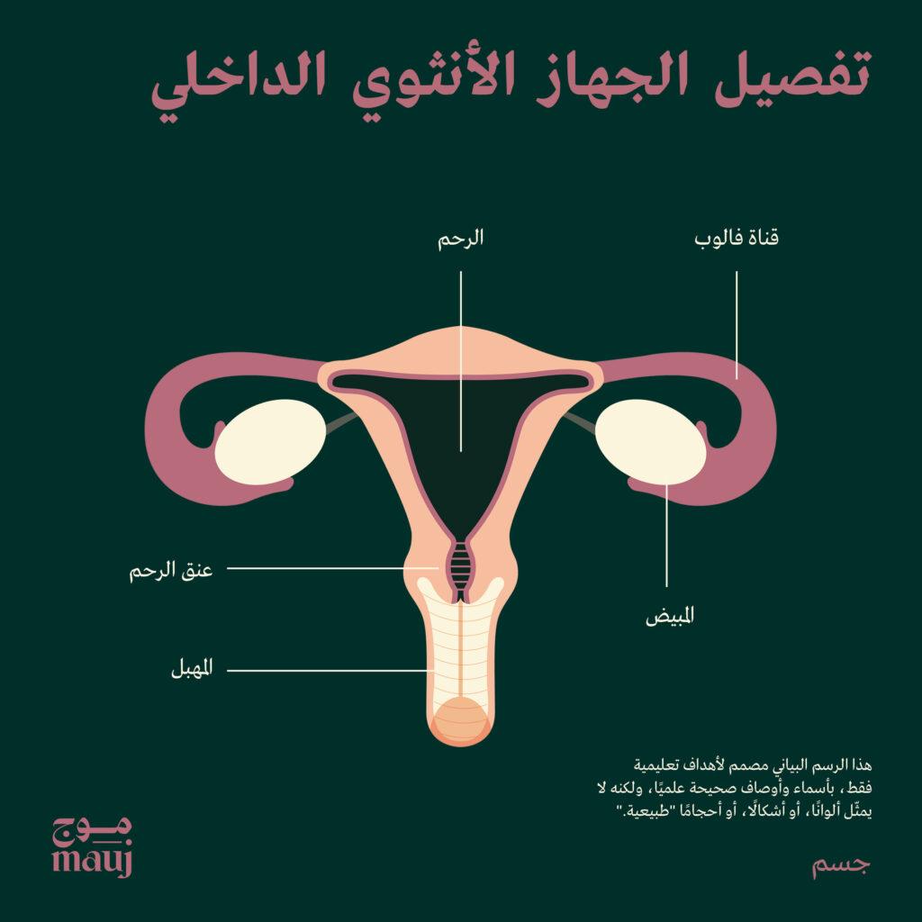 Arabic uterus anatomy illustration