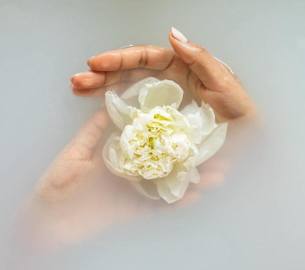 hands protecting a white flower in a white liquid.