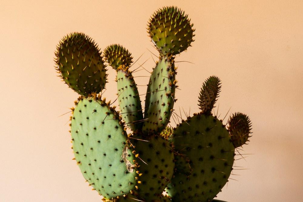 cactus uti infection pain