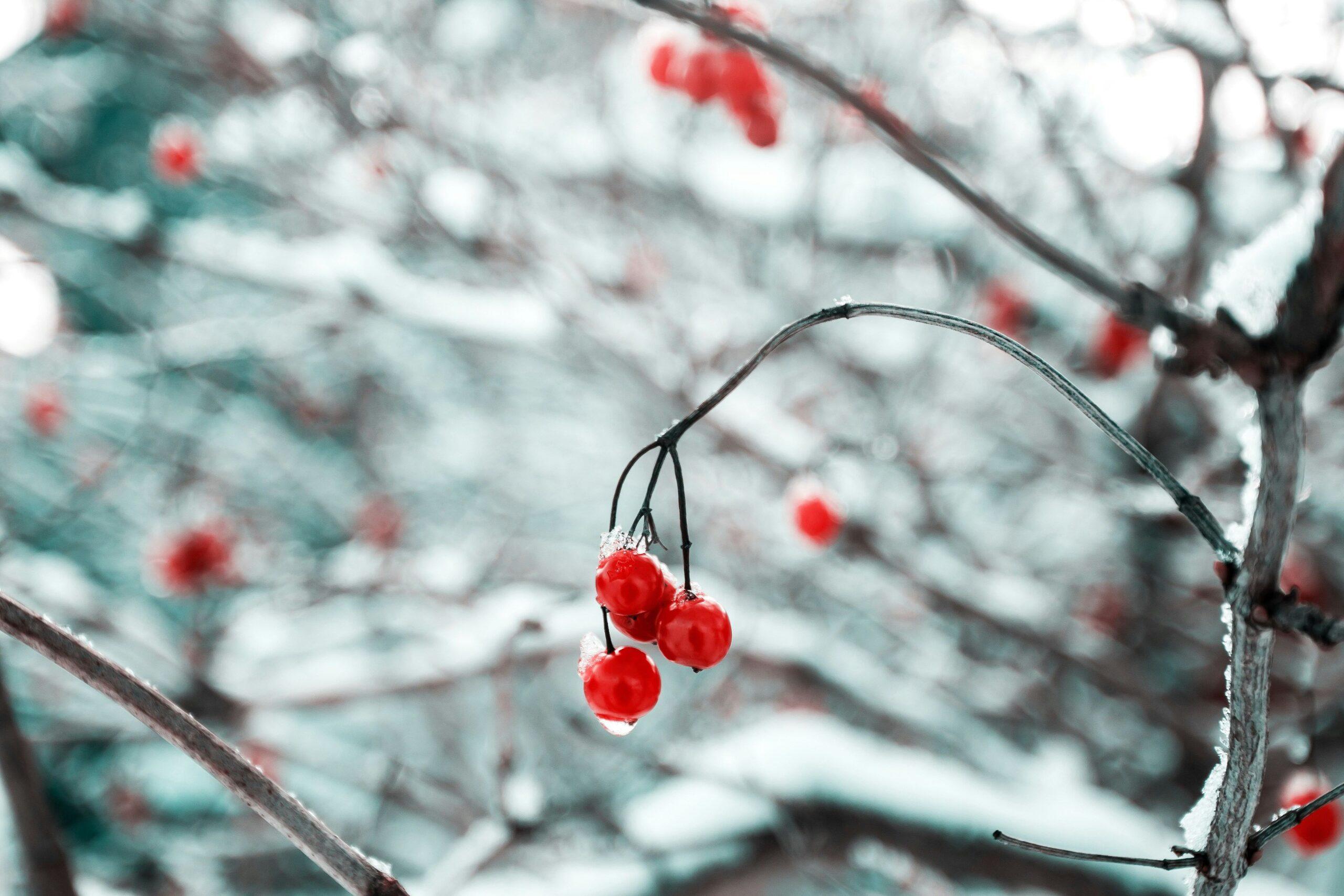 Red winter blossoms